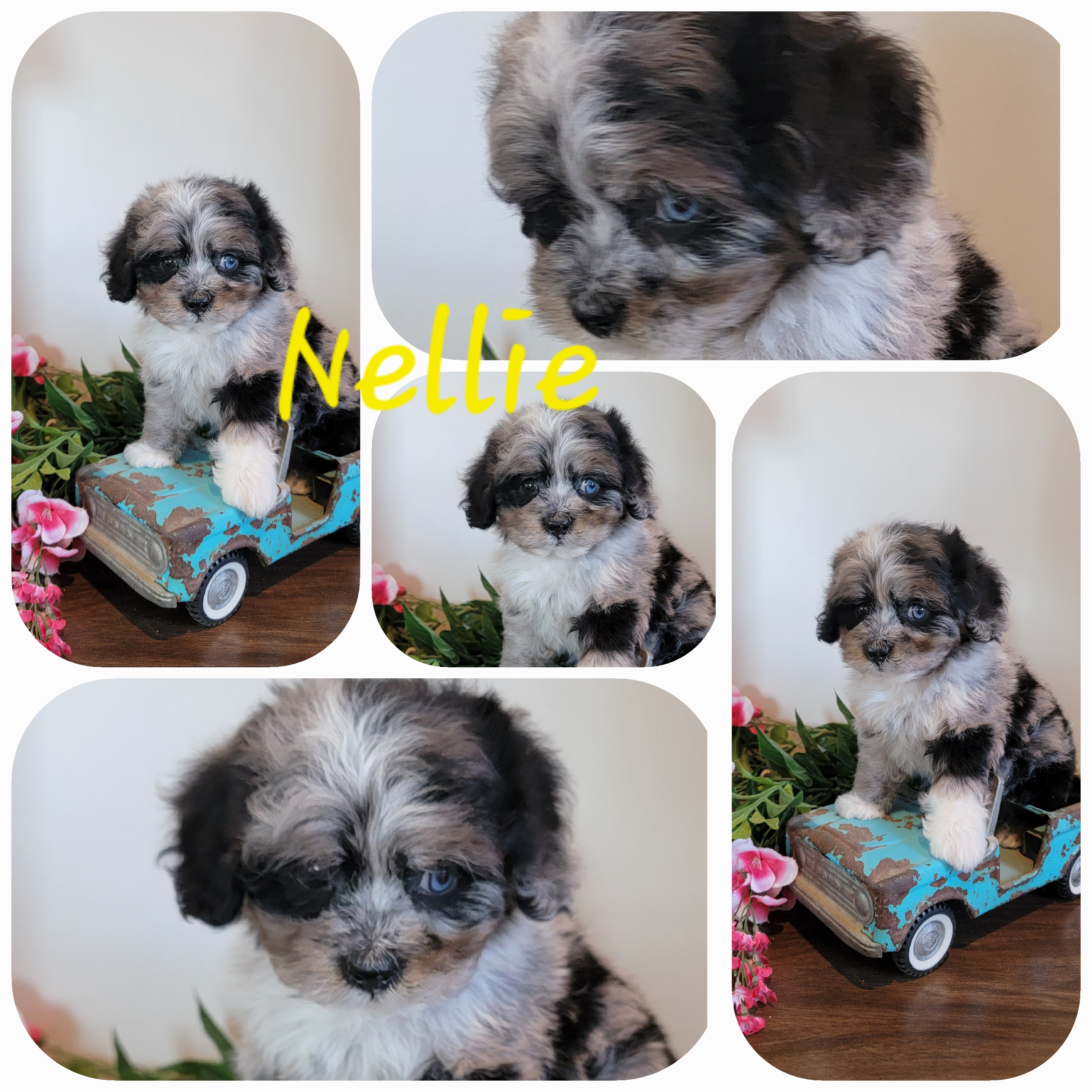 puppy, for, sale, Cava-Poo, Loren & Elaine  Nolt, dog, breeder, East Earl, PA, dog-breeder, puppy-for-sale, forsale, nearby, find, puppyfind, locator, puppylocator, aca